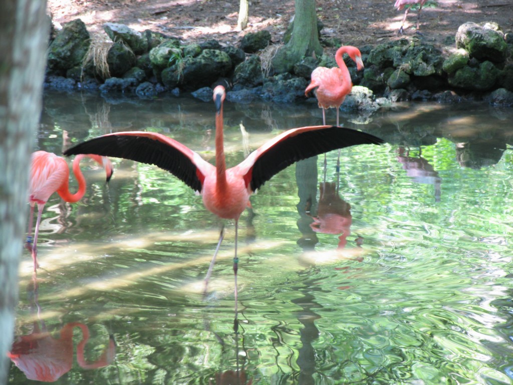 You know you're in Florida - Pink Flamingo