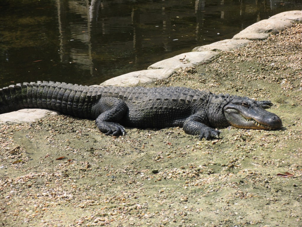 Aligator.