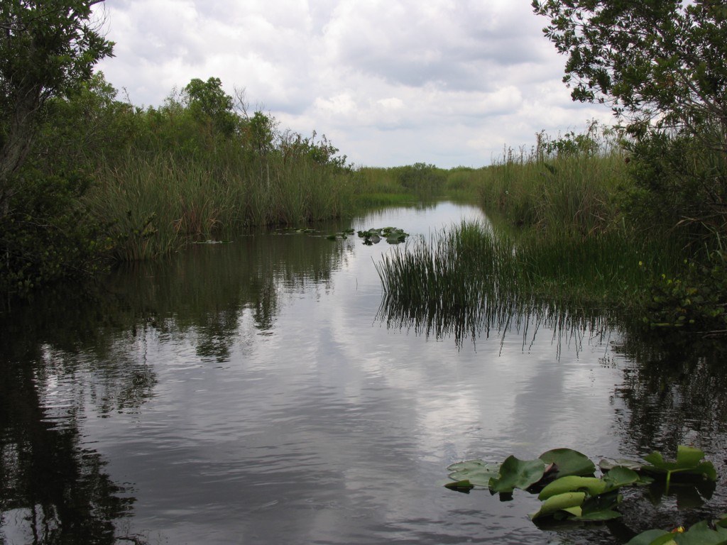 Everglades.