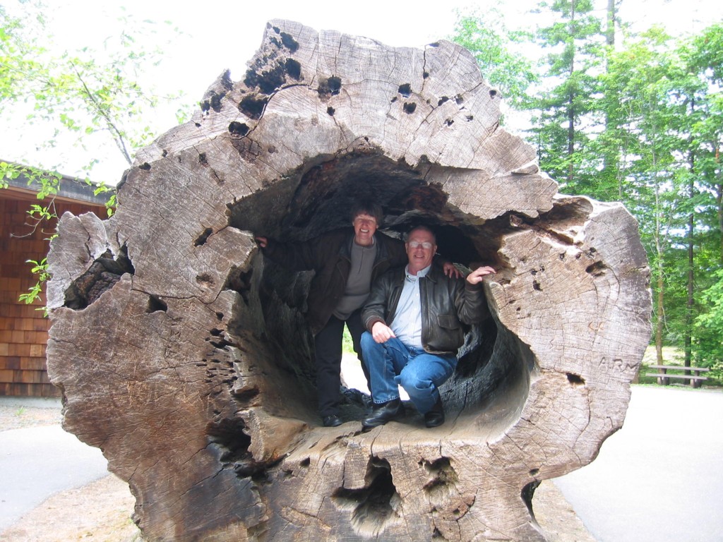 Inside the trunk of a giant Redwood tree